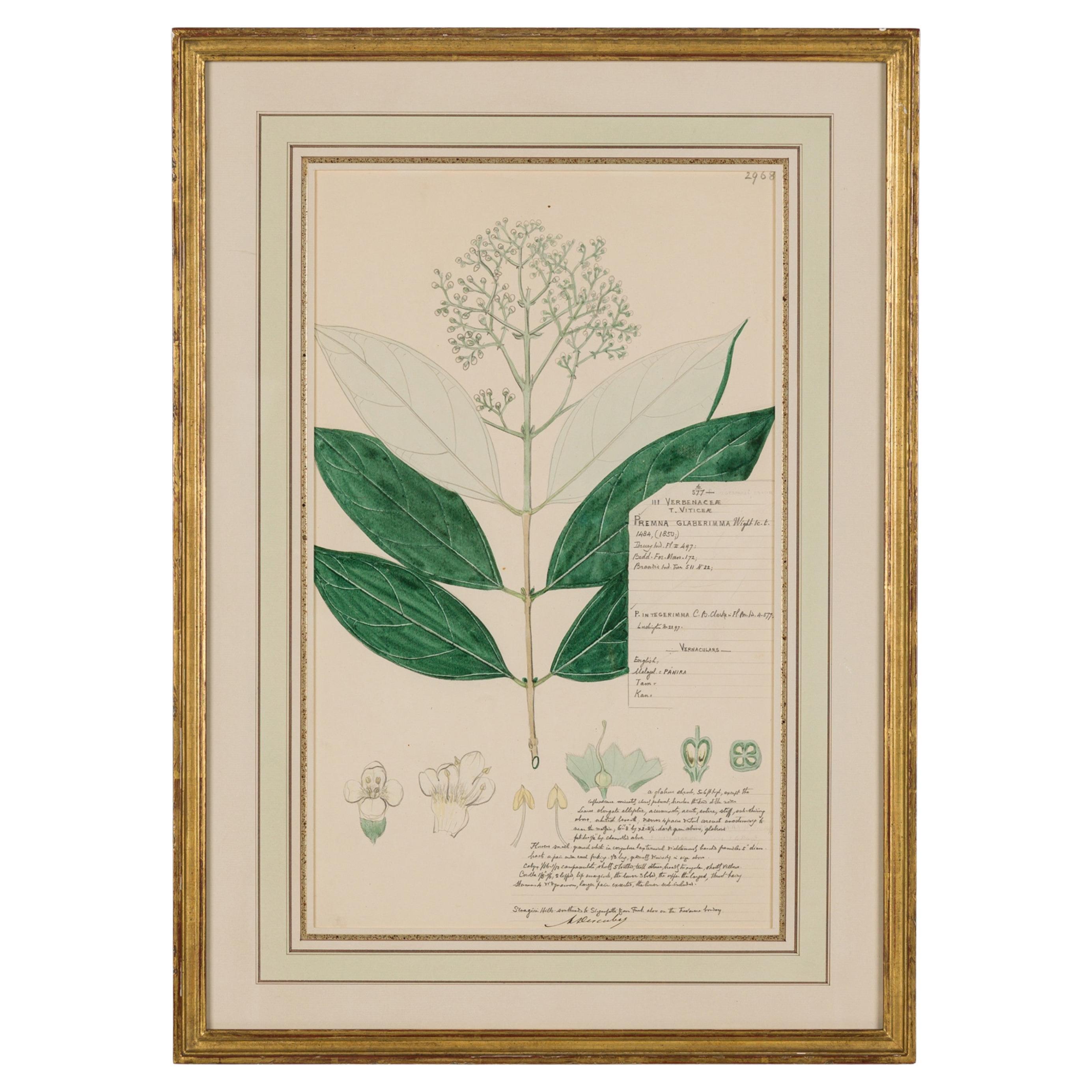 19th Century Watercolor Botanical Drawing, Premna Glaberimma, Framed