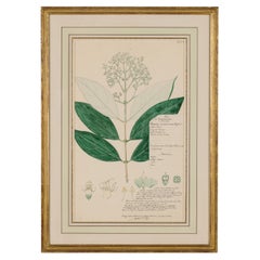 19th Century Watercolor Botanical Drawing, Premna Glaberimma, Framed
