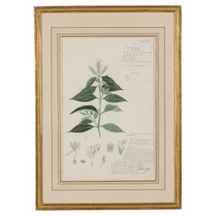 Framed 19th Century Victorian Watercolor of Rungia Latior