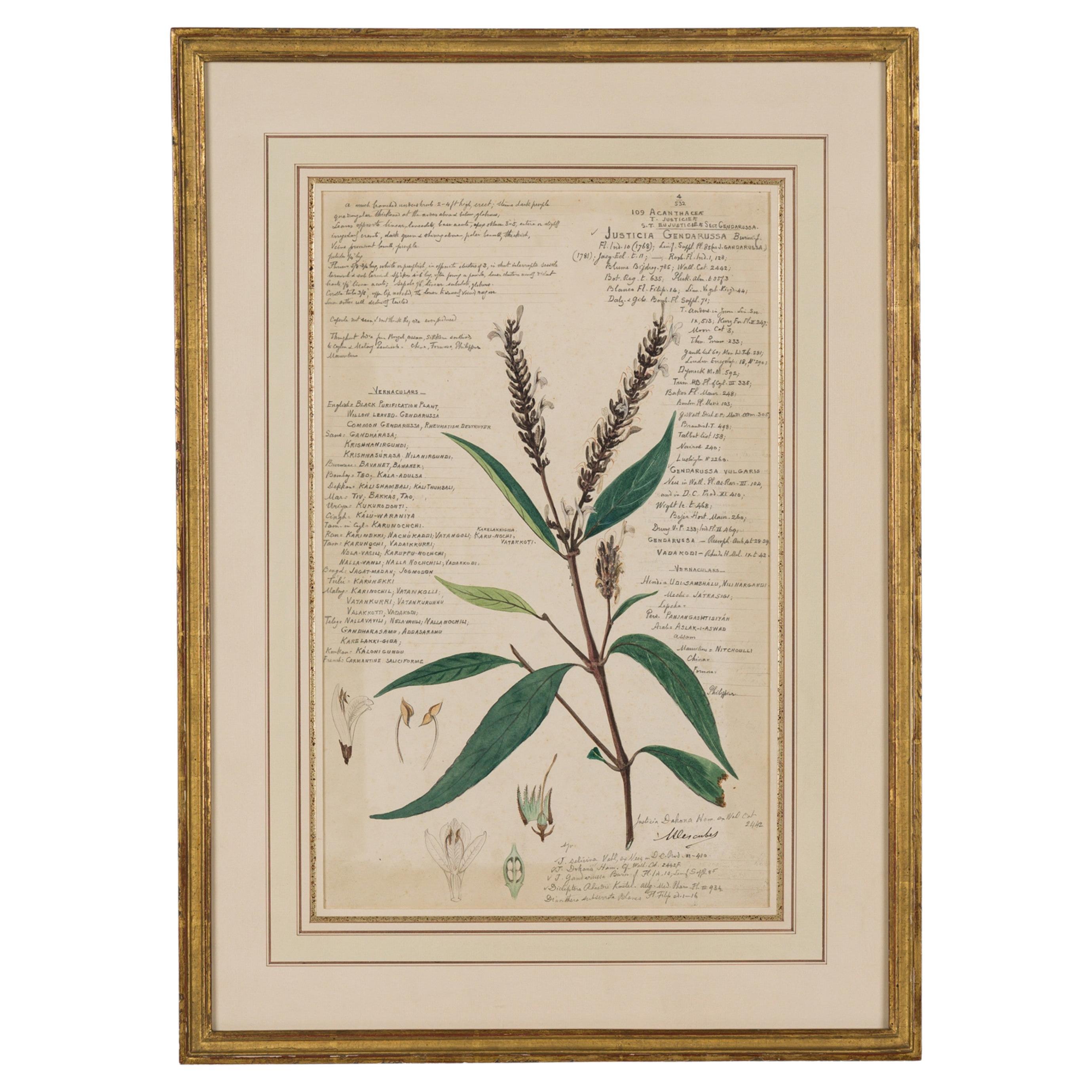 Framed American Victorian 19th Century Botanical Drawing, "Justicia Gendarussa" For Sale