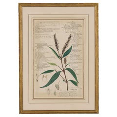 Framed American Victorian 19th Century Botanical Drawing, "Justicia Gendarussa"