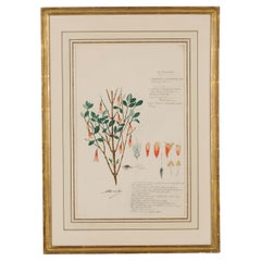 19th Century Botanical Drawing of Jacobinia Pauciflora in Watercolor
