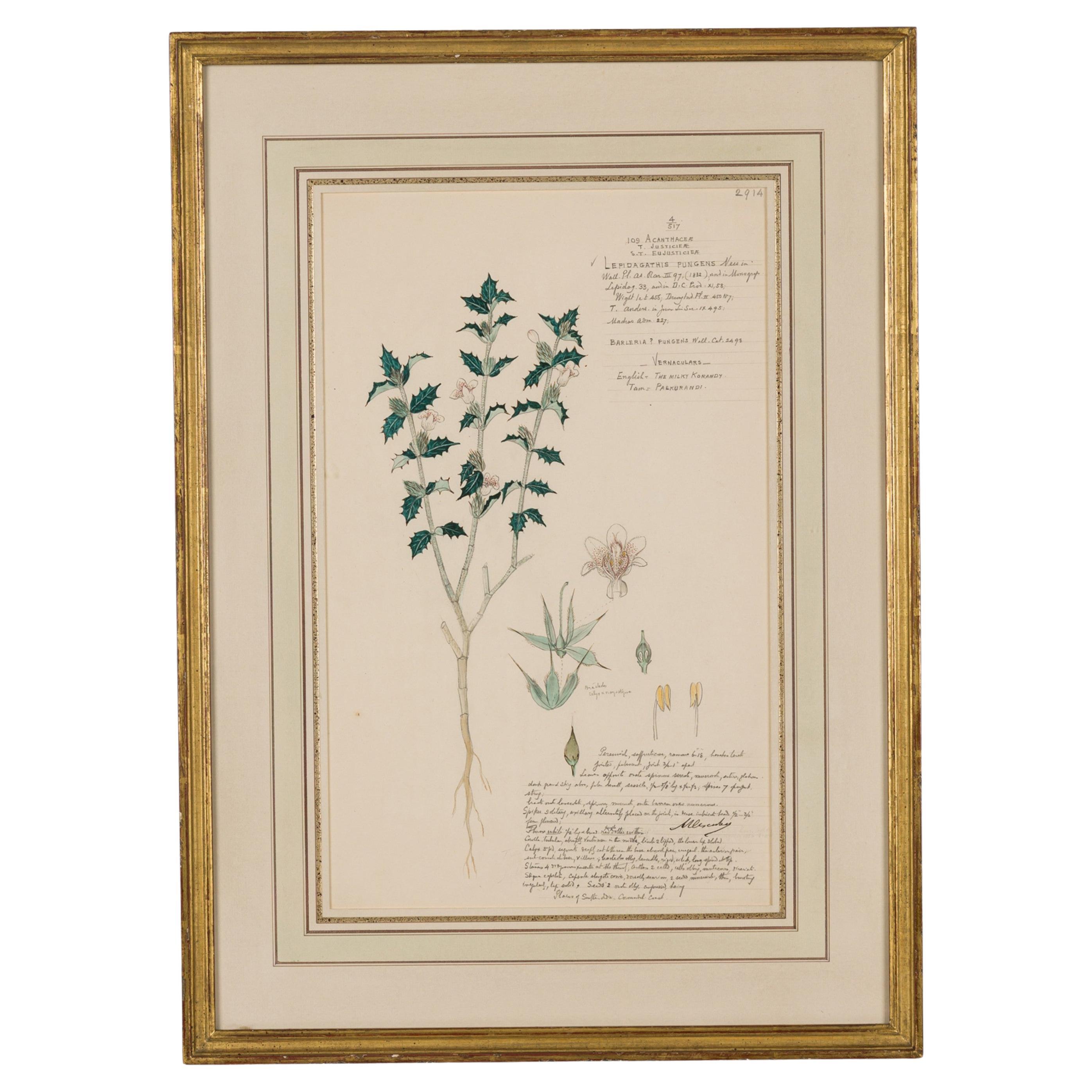 Framed 19th Century Watercolor Botanical Drawing in Victorian Style