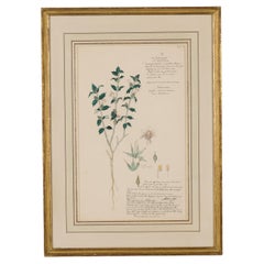 Framed 19th Century Watercolor Botanical Drawing in Victorian Style