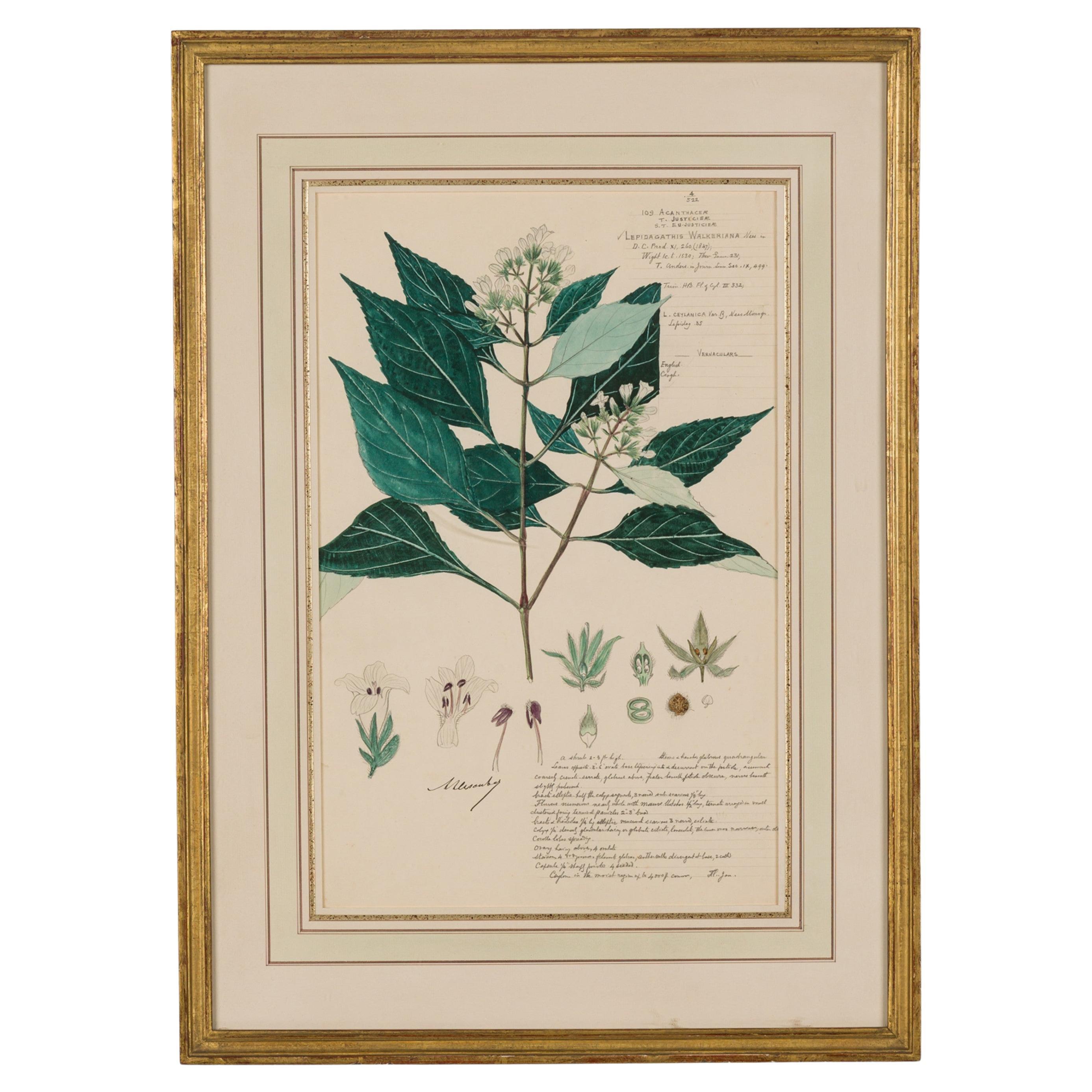 Framed 19th Century Watercolor Botanical Drawing, Victorian Style, USA