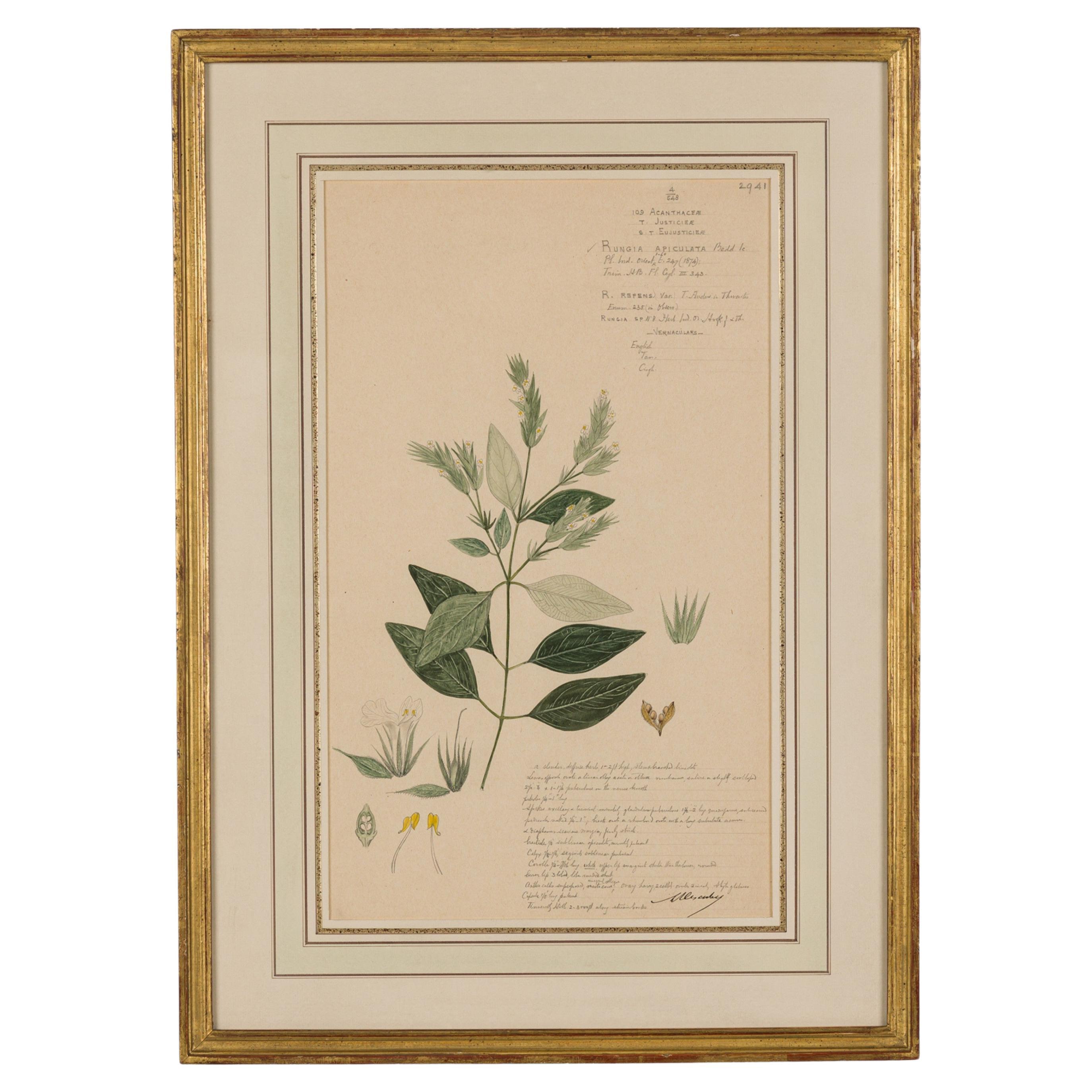 Framed 19th Century Victorian Watercolor of Rungia Apiculata