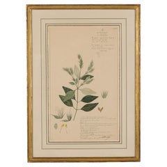 Framed 19th Century Victorian Watercolor of Rungia Apiculata