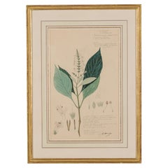 19th Century Botanical Drawing of Gymnostachyum Glabrum in Watercolor