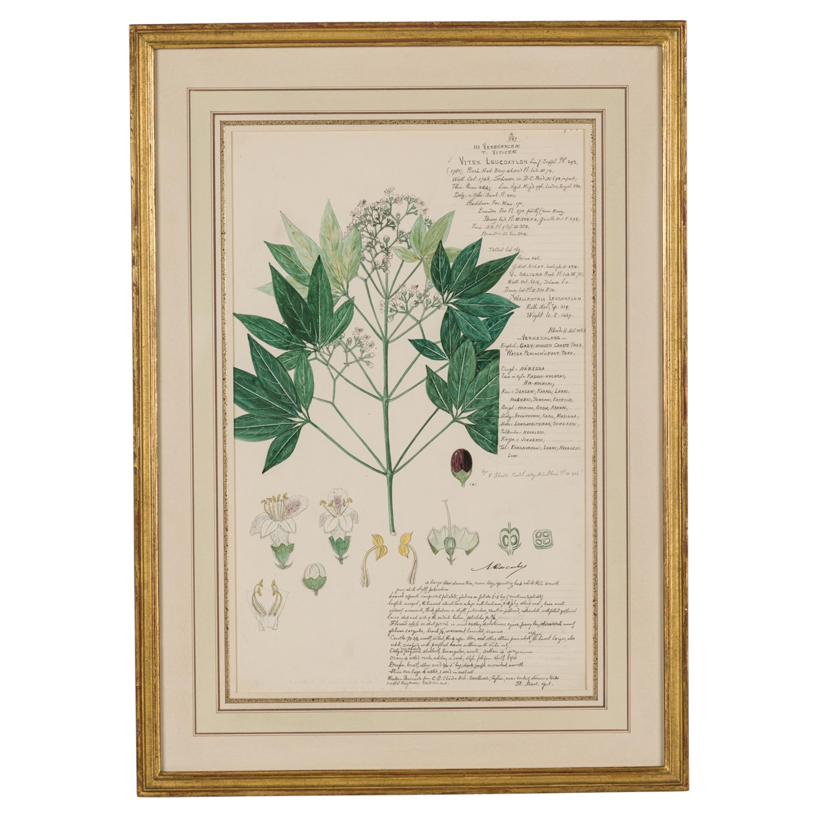 Vitex Leucoxylon Botanical Drawing, Watercolor and Ink, 19th Century For Sale