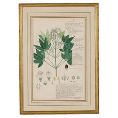 Dibujo botánico de Vitex leucoxylon, acuarela y tinta, siglo XIX