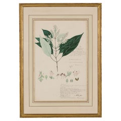 Framed 19th Century Victorian Watercolor of Rungia Wightiana
