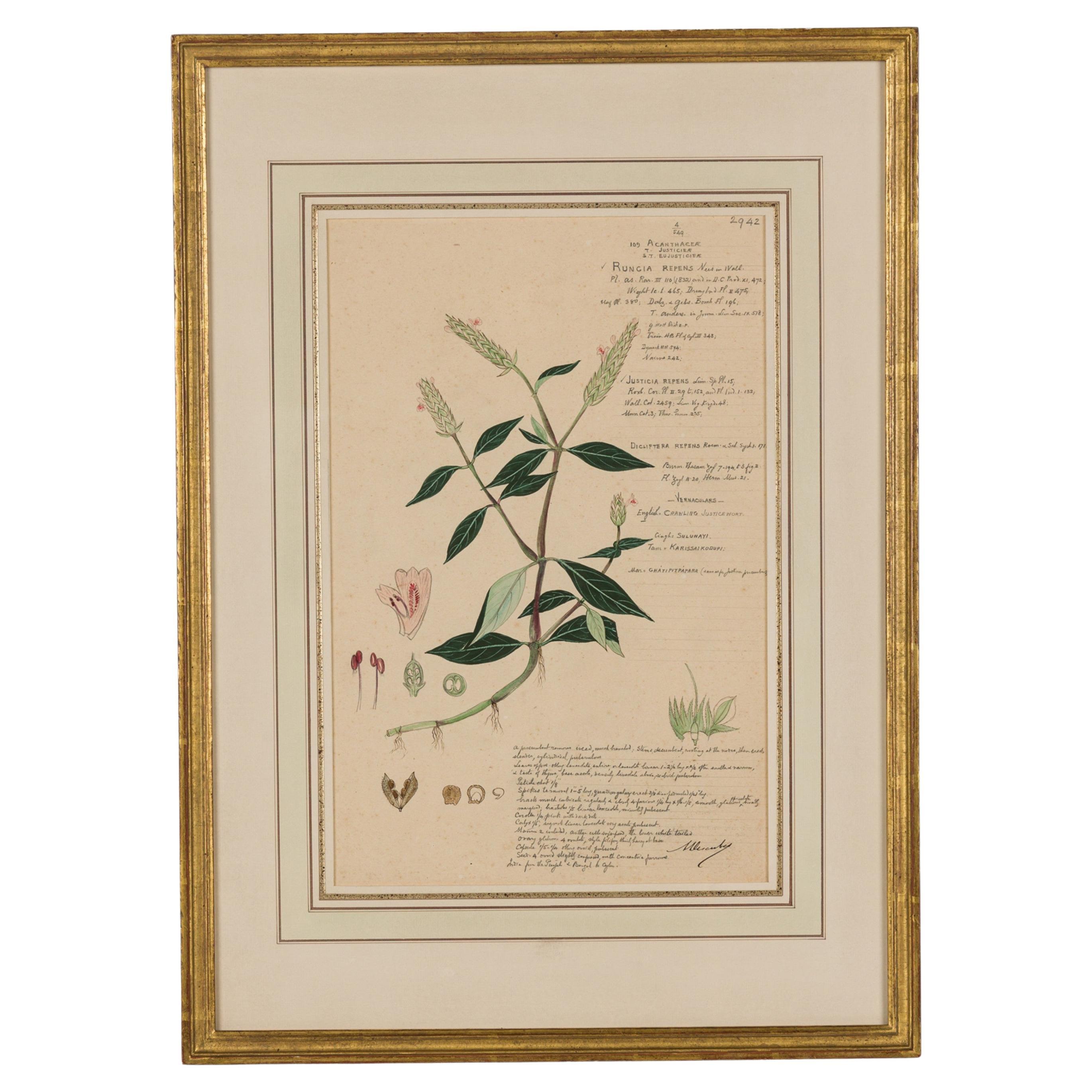 Framed 19th Century Victorian Watercolor of Rungia Repens For Sale