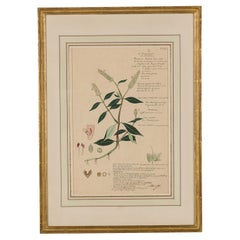Gerahmtes viktorianisches Aquarell aus dem 19. Jahrhundert mit der Darstellung von Rungia repens