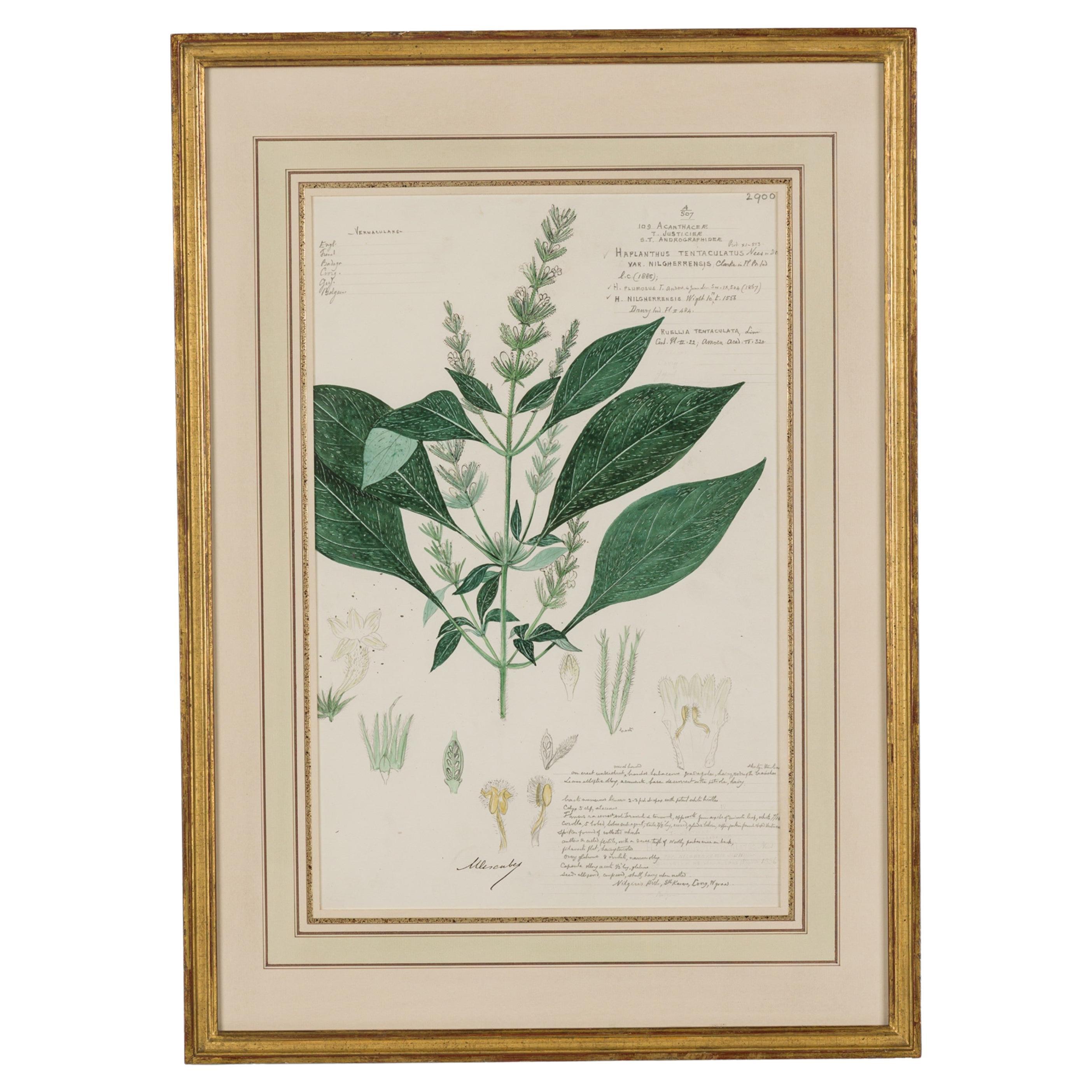 Haplanthus Tentaculatus Botanical Drawing in Watercolor and Ink For Sale