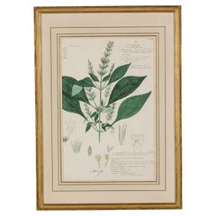 Haplanthus Tentaculatus Botanical Drawing in Watercolor and Ink