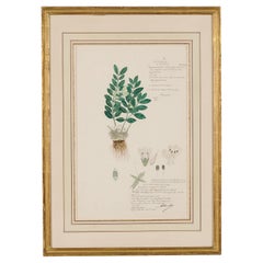 Lepidagathis Mitis Botanical Drawing, Watercolor and Ink, 19th Century