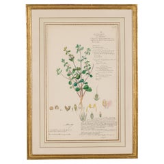 Framed 19th Century Botanical Watercolor, Justicia Tranquebariensis