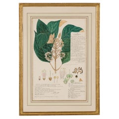 Callicarpa Lanata Botanical Drawing, Watercolor and Ink, 19th Century