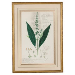 Framed 19th Century Victorian Watercolor of Justicia Montana