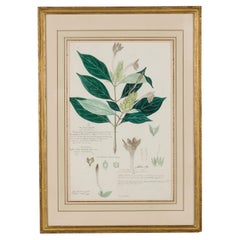 Ecbolium Linneanum Botanical Drawing, Watercolor and Ink, 19th Century