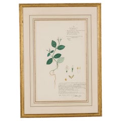 Framed Victorian 19th Century Botanical Drawing, "Ptyssiglottis Radicosa"