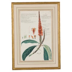 19th Century Victorian Watercolor Botanical Drawing in Beveled Frame