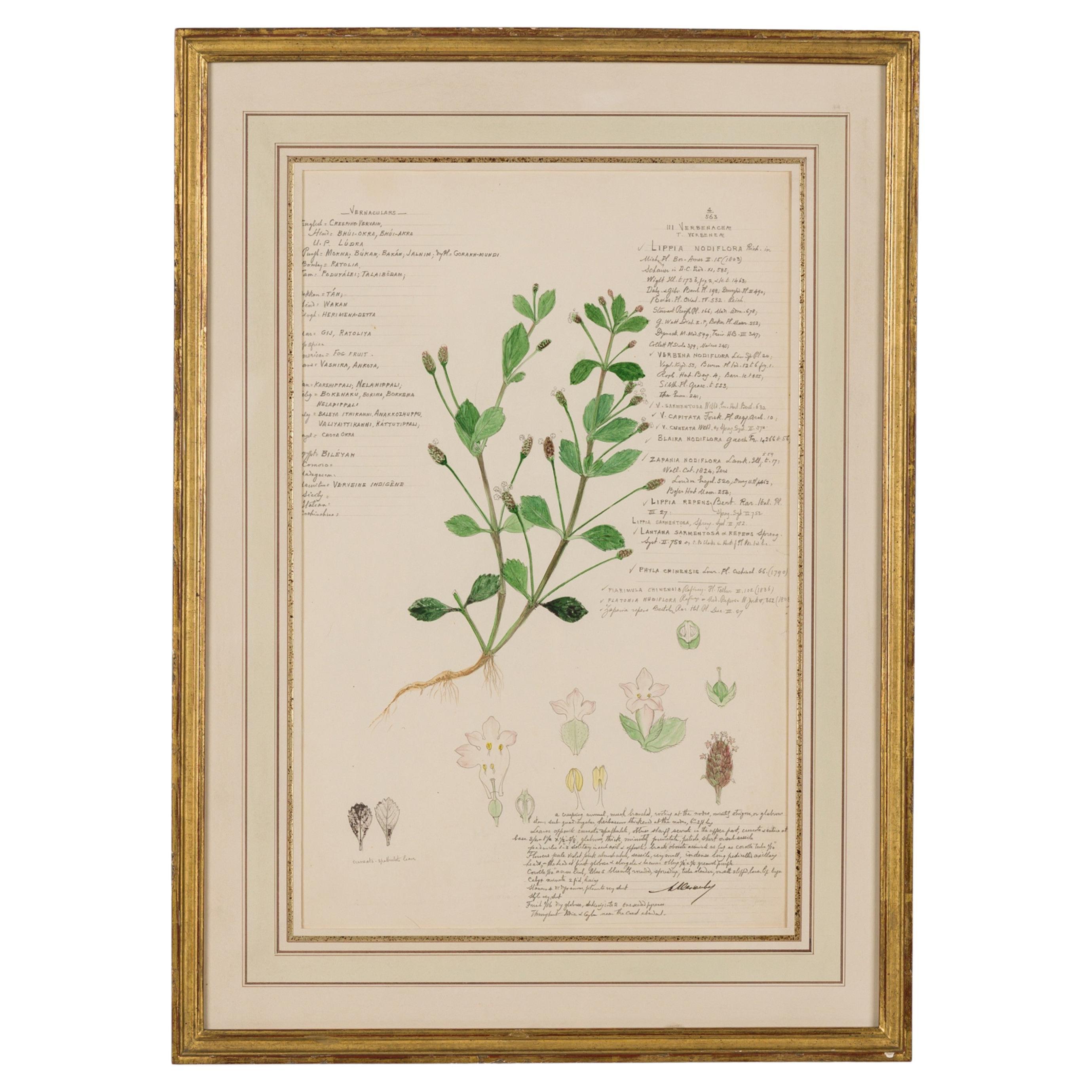 Acuarela victoriana del siglo XIX, enmarcada, de Lippia nodiflora