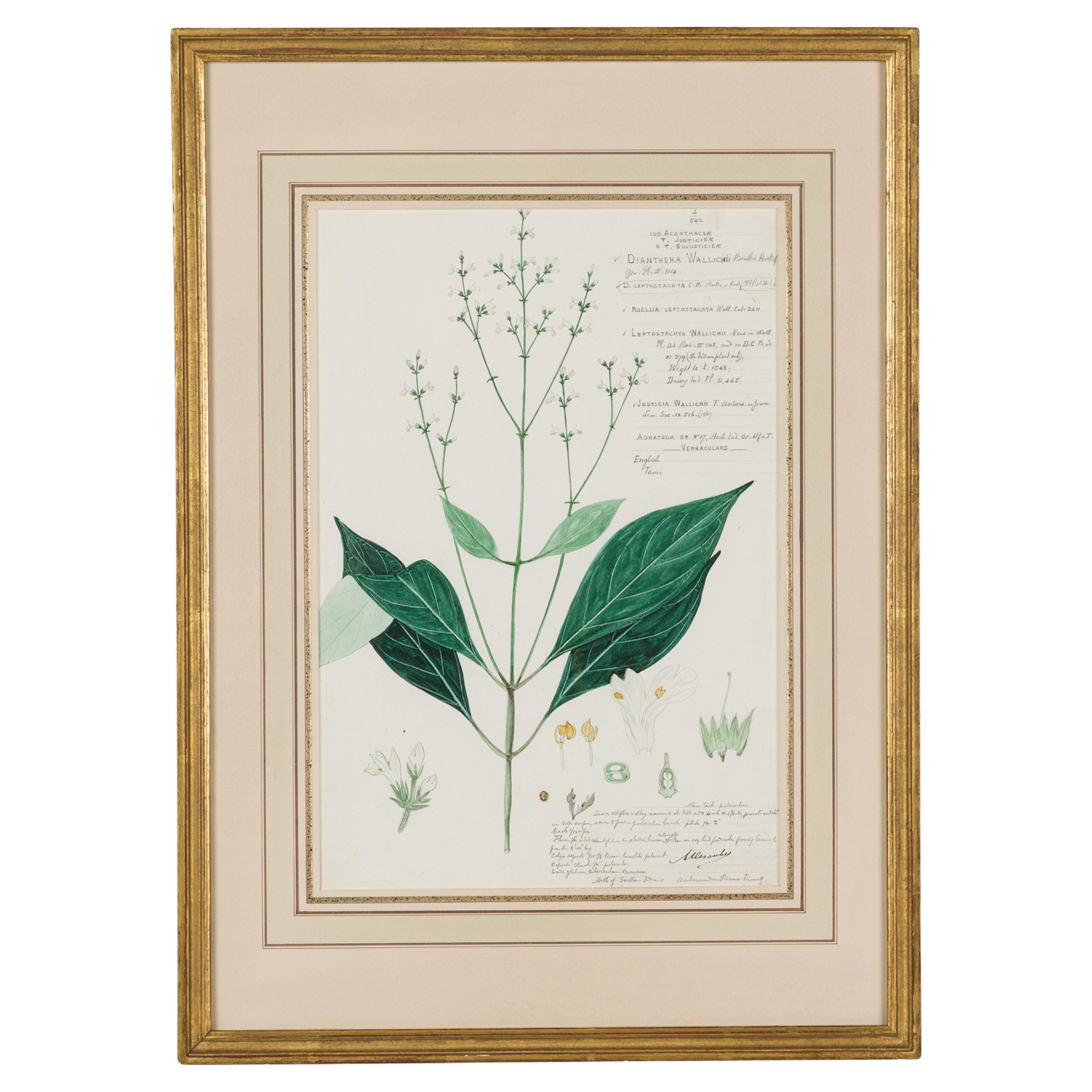 Dianthera Wallichii Botanical Drawing in Watercolor and Ink For Sale