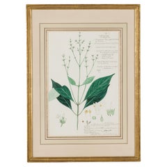 Dianthera Wallichii Botanical Drawing in Watercolor and Ink