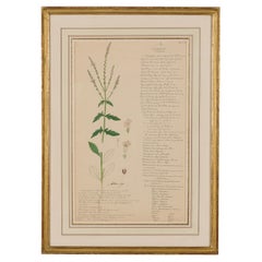 19th Century Watercolor and Ink Drawing of Verbena Officinalis