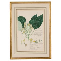 Framed 19th Century Watercolor Botanical Drawing, Victorian Style, USA