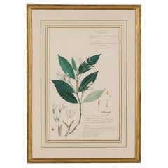 19th Century Victorian Watercolor Botanical Drawing in Beveled Frame