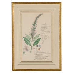 19th Century Victorian Watercolor Botanical Drawing in Beveled Frame