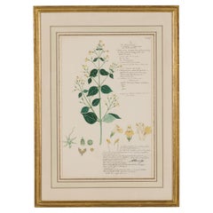 Framed 19th Century Victorian Watercolor of Justicia Glabra