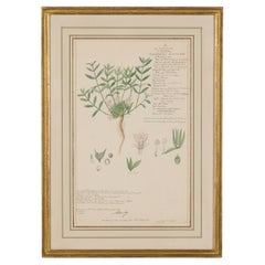 Framed 19th Century Watercolor Botanical Drawing in Victorian Style