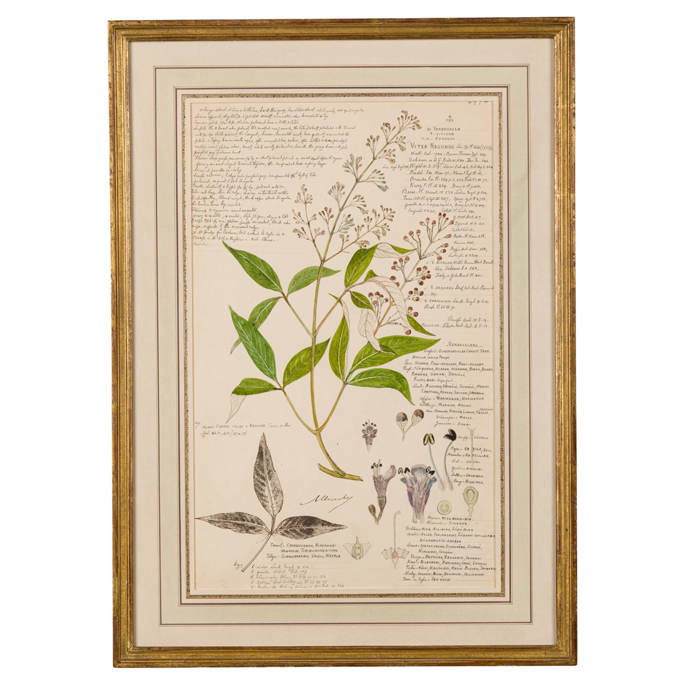 19th Century Victorian Watercolor Botanical Drawing of Vitex Negundo For Sale