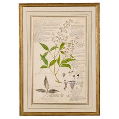 19th Century Victorian Watercolor Botanical Drawing of Vitex Negundo