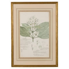 19th Century Victorian Watercolor Botanical Drawing of Gymnostachyum