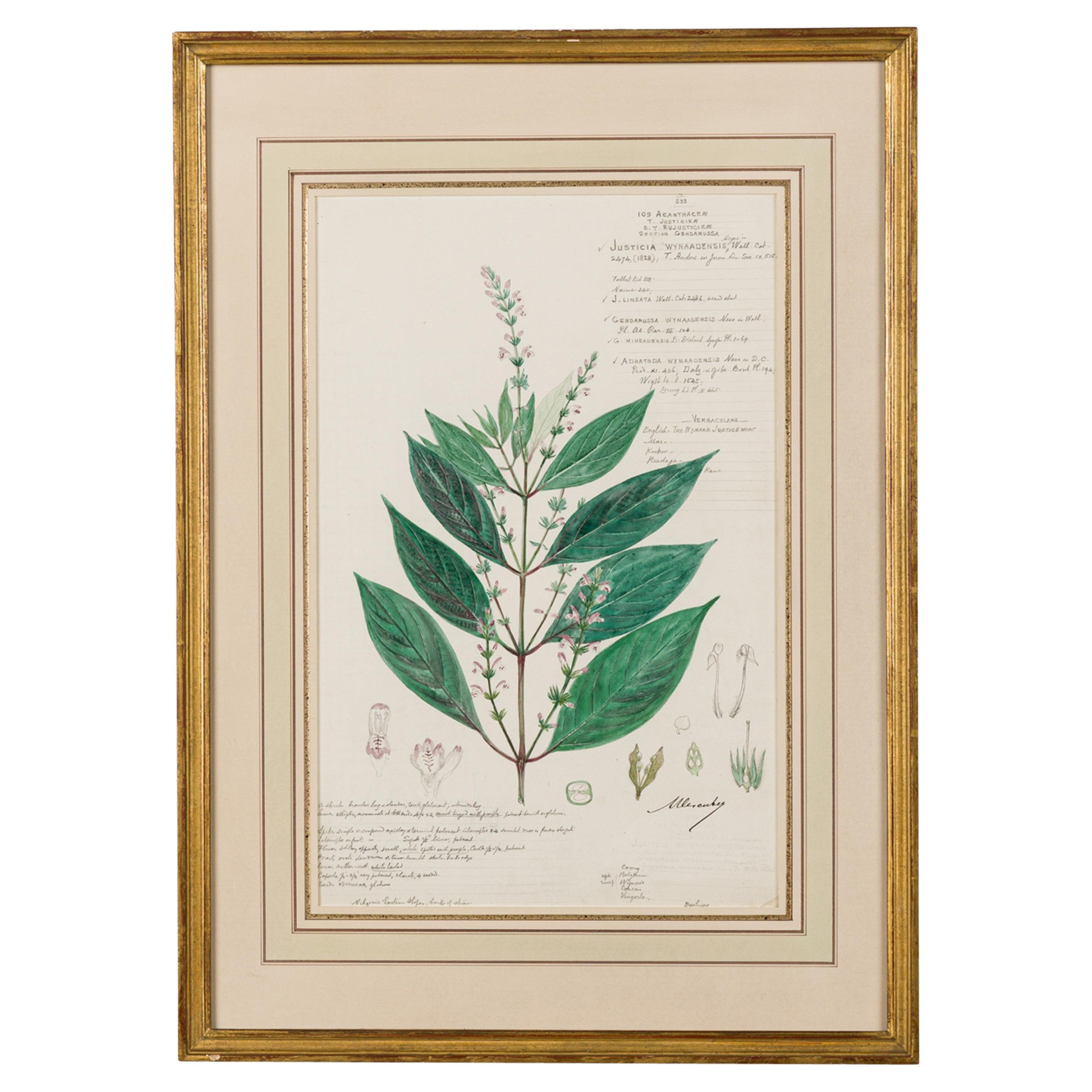 19th Century Botanical Drawing of Justicia Wynaadensis in Watercolor