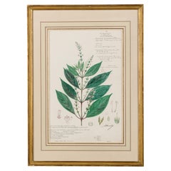 Dessin botanique du XIXe siècle représentant la Justicia wynaadensis, à l'aquarelle