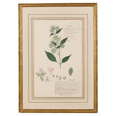 19th Century Victorian Watercolor Botanical Drawing of Lepidagathis