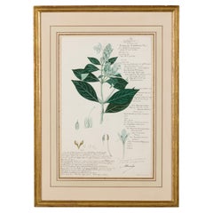 Framed 19th Century Watercolor Botanical Drawing in Victorian Style