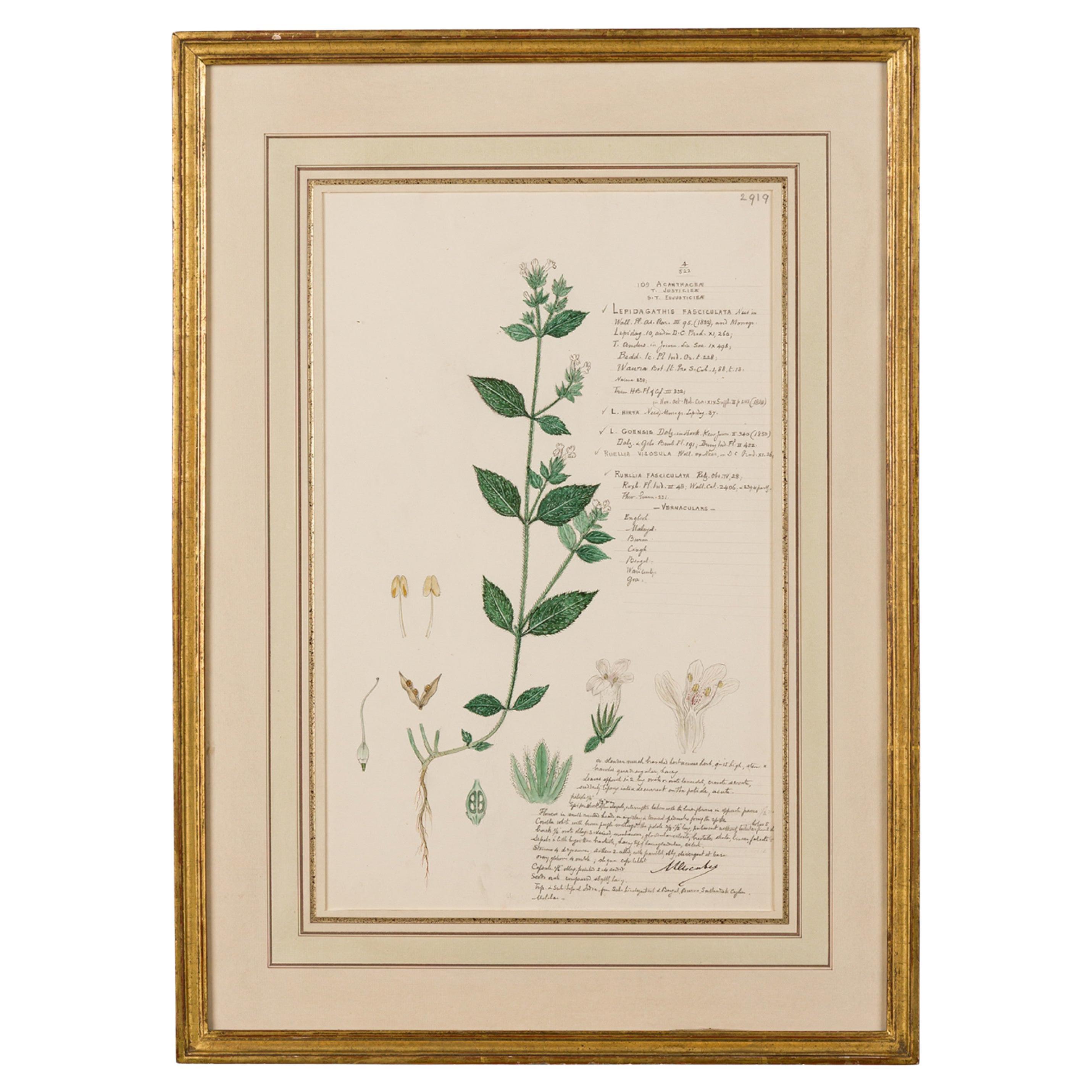 19th Century Victorian Watercolor Botanical Drawing of Lepidagathis