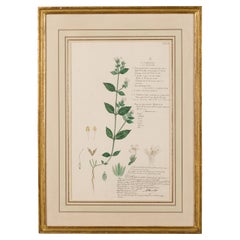 19th Century Victorian Watercolor Botanical Drawing of Lepidagathis