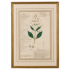 19th Century Botanical Drawing of Rhinacanthus Communis in Watercolor