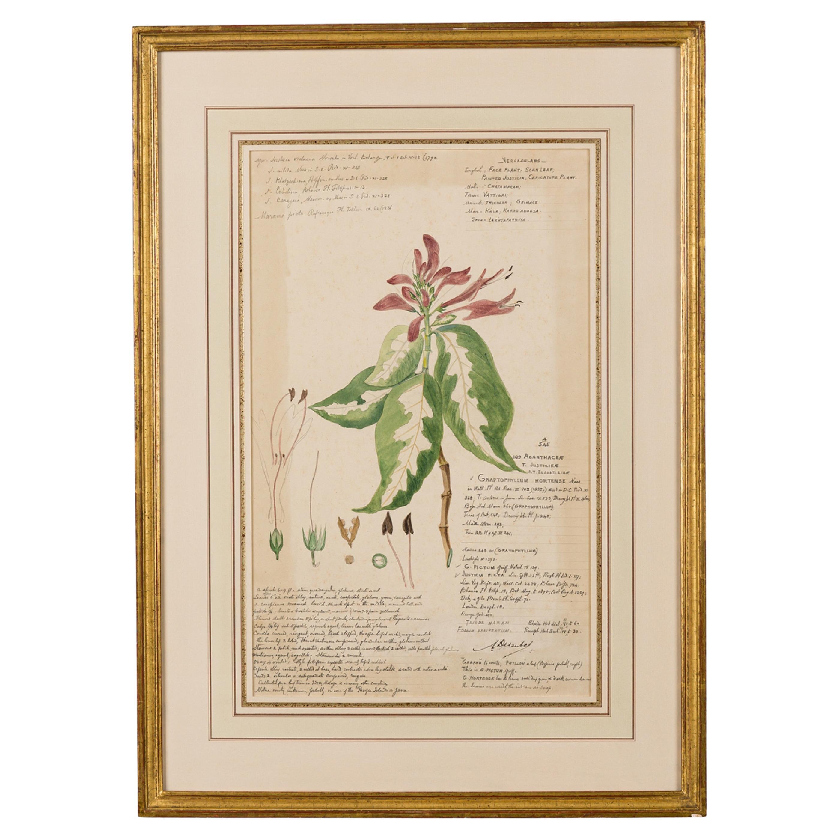 Framed 19th Century Watercolor Botanical Drawing in Victorian Style