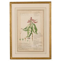 Framed 19th Century Watercolor Botanical Drawing in Victorian Style