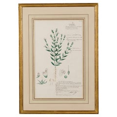 Framed 19th Century Victorian Watercolor of Rungia Linifolia