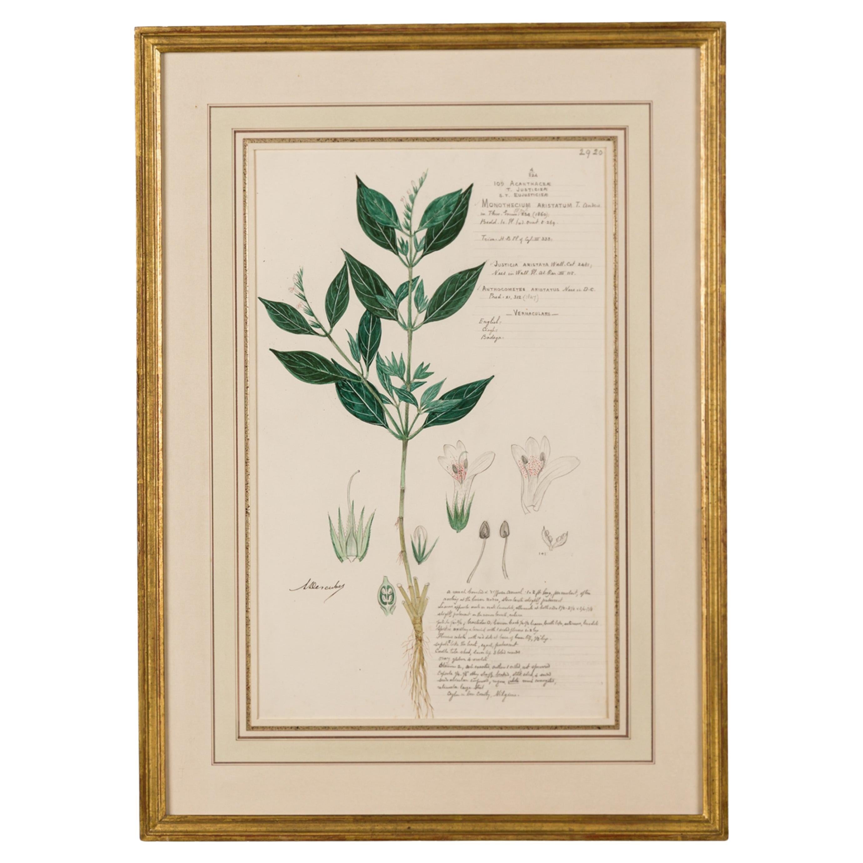 Framed 19th Century Botanical Watercolor, Monothecium Aristatum