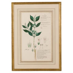 Gerahmtes botanisches Aquarell aus dem 19. Jahrhundert, Monothecium aristatum